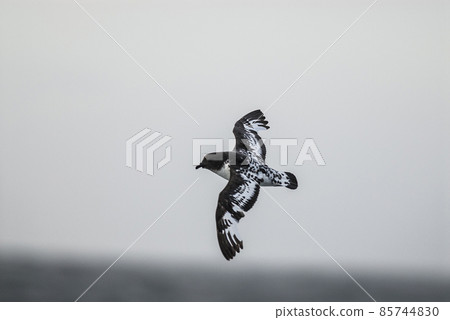 Cape petrel, Antartica 85744830