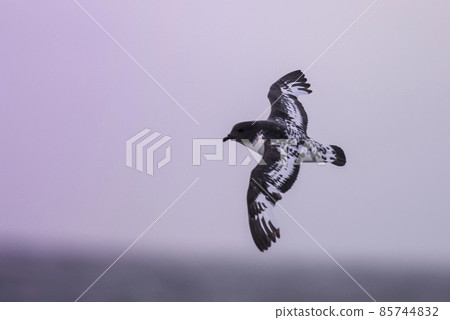 Cape petrel, Antartica 85744832