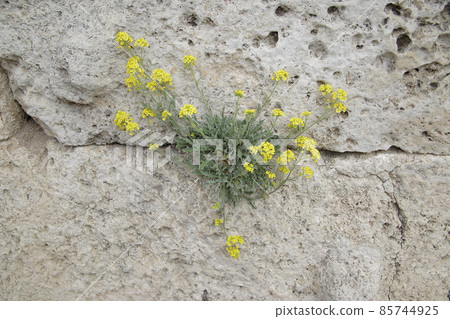 Yellow flowers on the stones. High quality photo Yellow flowers on the stones. High quality photo 85744925