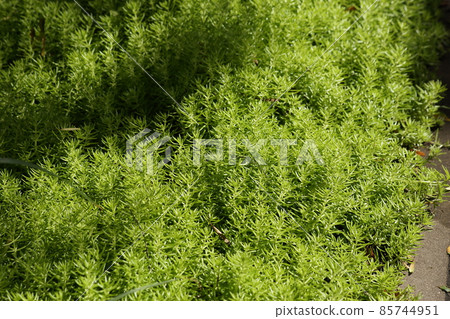 Background of green plants in the flower bed. High quality photo Background of green plants in the flower bed. High quality photo 85744951