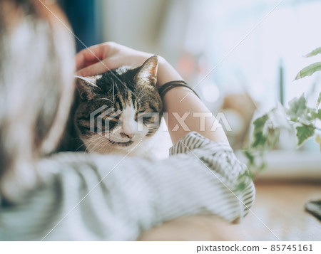 Cat and owner Cat and owner 85745161