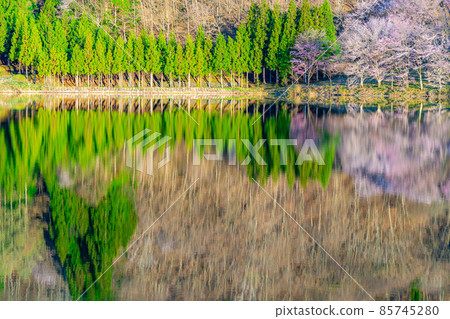 Superb view of Shinshu in spring: Oyamazakura of Lake Nakatsuna in the morning sun [Nagano Prefecture] 85745280