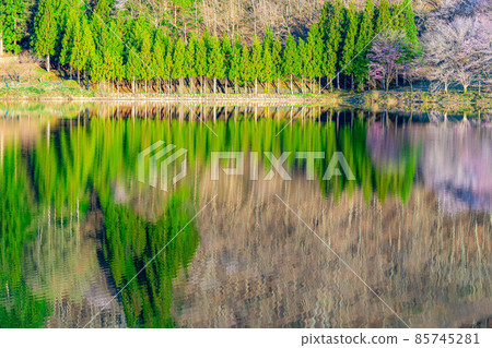 Superb view of Shinshu in spring: Oyamazakura of Lake Nakatsuna in the morning sun [Nagano Prefecture] 85745281