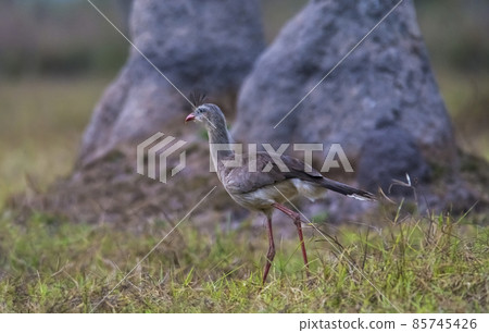 Red legged Seriema, Pantanal , Brazil 85745426