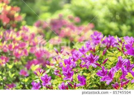 [Nezu, Tokyo] A close-up of the pink azaleas blooming on a colorful bokeh background. 85745504