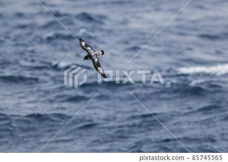 Cape petrel, Antartica 85745565