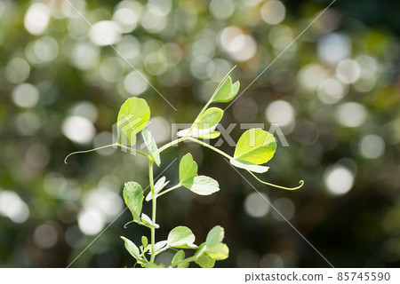 Pea leaves with glitter in the background 85745590