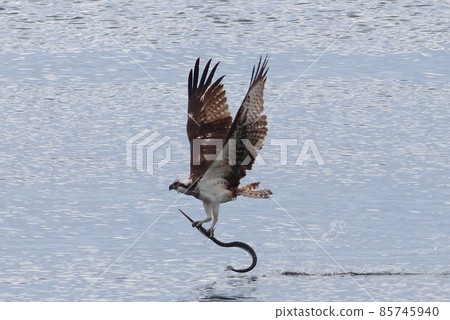 《Chigasaki City / Yanagishima Kaigan》 Osprey that catches needlefish and jumps up 85745940