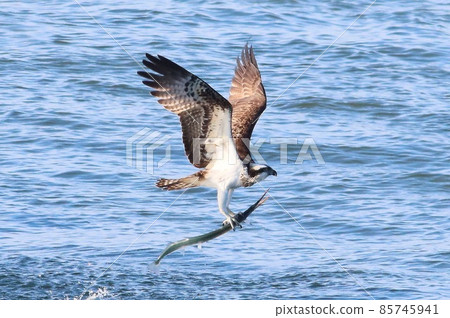 《Chigasaki City / Yanagishima Kaigan》 Osprey that catches needlefish and jumps up 85745941