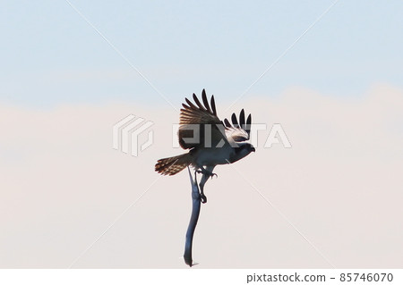 《Chigasaki City / Yanagishima Kaigan》 Osprey flying by catching needlefish 85746070