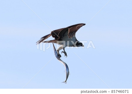 《Chigasaki City / Yanagishima Kaigan》 Osprey flying by catching needlefish 85746071