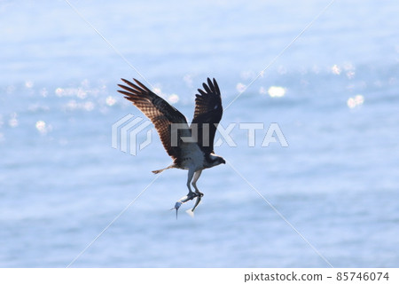 《Chigasaki City / Yanagishima Kaigan》 Osprey flying by catching needlefish 85746074