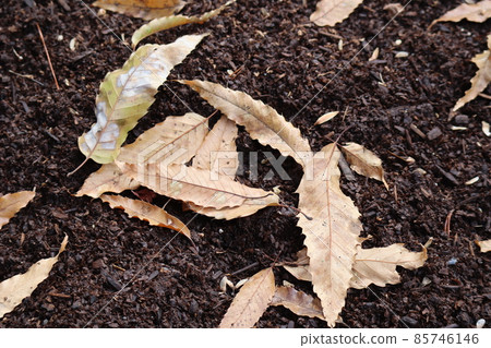 景觀與落葉和棕壤 85746146