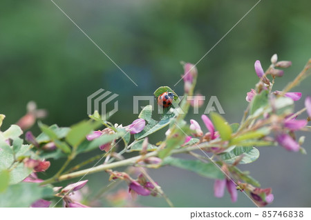 Hagi flowers and ladybugs 85746838