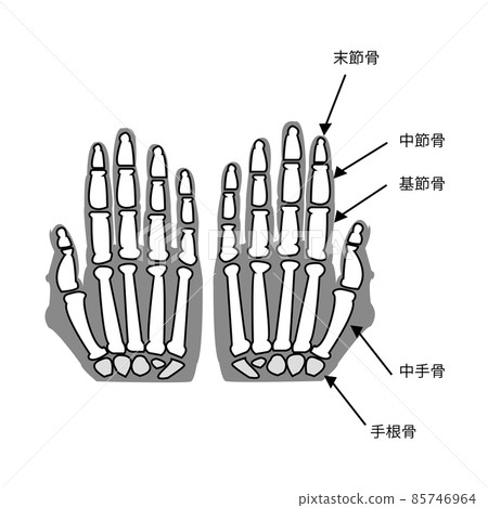 掌骨結構 85746964