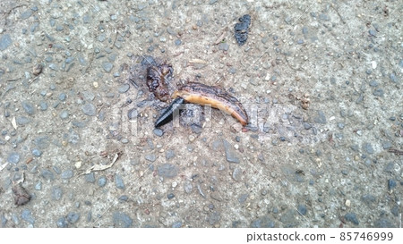 Sidems Sidems 85746999