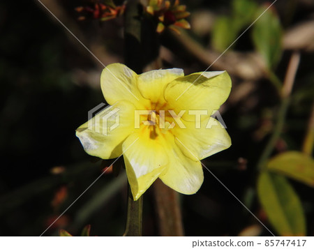 Unnan Oubai Japanese jasmine Unnan Oubai Japanese jasmine 85747417