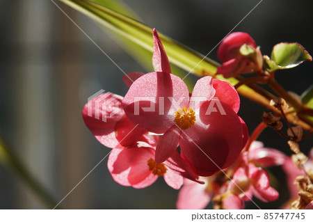Begonia Begonia Begonia Begonia 85747745