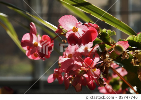 Begonia Begonia 85747746