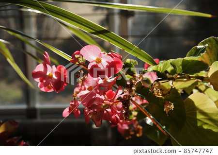 Begonia Begonia Begonia Begonia 85747747