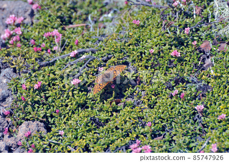 Kalmia procumbens 和 Freija fritillus (北海道大雪山) Kalmia procumbens 和 Freija fritillus (北海道大雪山) 85747926