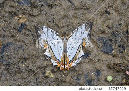 Mapwing that absorbs water (Ishigaki Island, Okinawa Prefecture) Mapwing that absorbs water (Ishigaki Island, Okinawa Prefecture) 85747929