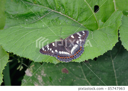 Female Poplar Admiral (Tsubetsu Town, Hokkaido) Female Poplar Admiral (Tsubetsu Town, Hokkaido) 85747963