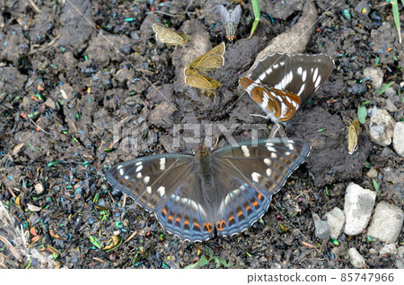 Poplar admiral gathering in animal dung (Tsubetsu Town, Hokkaido) Poplar admiral gathering in animal dung (Tsubetsu Town, Hokkaido) 85747966