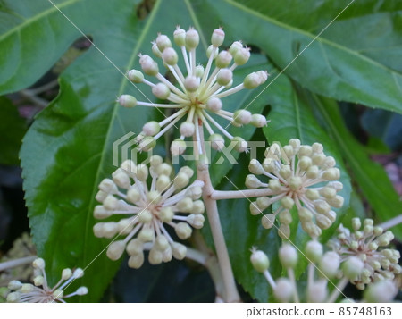 紙花 紙花 85748163