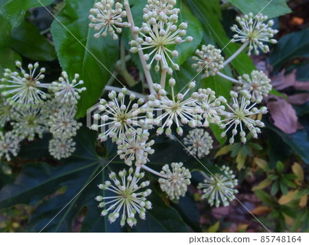 Paperplant flower Paperplant flower 85748164