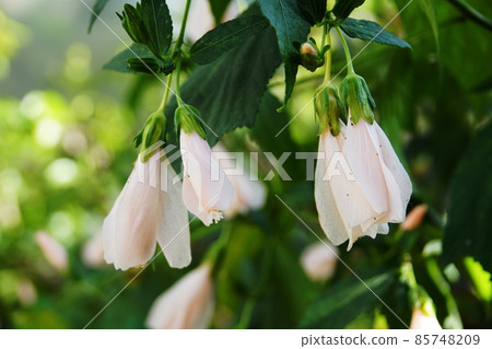 Sleeping Hibiscus 85748209