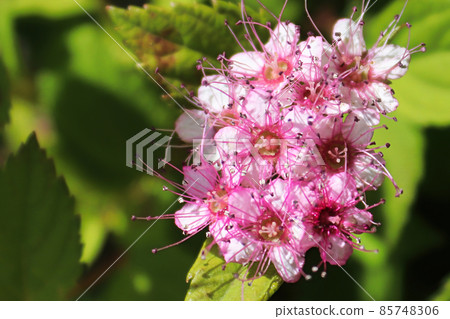 Delicate pink flowers blooming on a Little Princess Spirea Delicate pink flowers blooming on a Little Princess Spirea 85748306