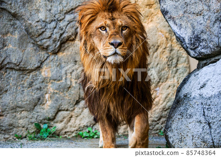 獅子 獅子 85748364