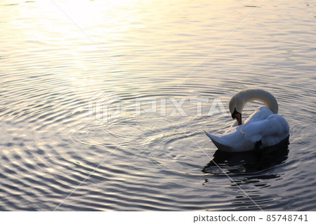 天鵝 啞天鵝 天鵝 啞天鵝 85748741