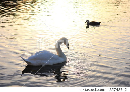Swan Mute Swan 日落 85748742