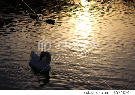 Swan Mute Swan Twilight 85748743