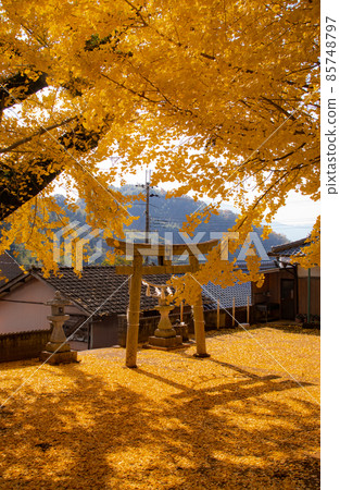 Autumn of Kamo Shrine in Kinokawa City Ginkgo Carpet Kinokawa City, Wakayama Prefecture Autumn of Kamo Shrine in Kinokawa City Ginkgo Carpet Kinokawa City, Wakayama Prefecture 85748797