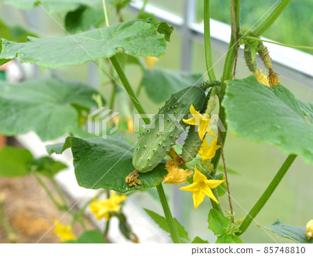 Young sprouts of cucumber vegetable in box in greenhouse or hothouse.  85748810