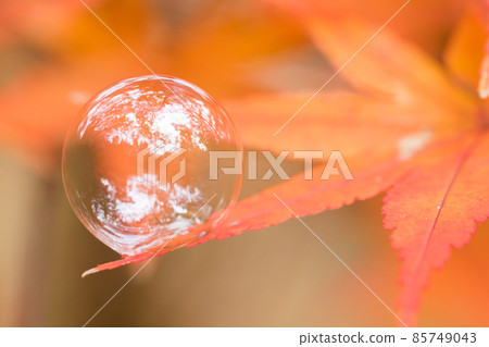 Scenery of bright red autumn leaves and transparent soap bubbles Scenery of bright red autumn leaves and transparent soap bubbles 85749043