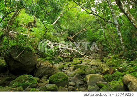 Okinawa Oriental Galapagos Iriomote Island Scenery in the jungle Okinawa Oriental Galapagos Iriomote Island Scenery in the jungle 85749226