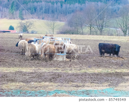 Beautiful funny highland cow grazing in mountain fields looking into camera. agriculture concept. 85749349