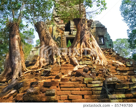 The picture of trees and temple, Angkor, Cambodia 85749780