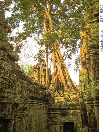 The picture of Ta Prohm Temple, Angkor in Cambodia 85749802