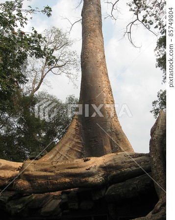 The picture of Ta Prohm Temple, Angkor in Cambodia 85749804
