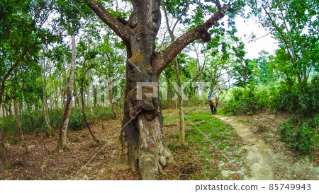 Elephant safari in Chitwan National Park, Nepal 85749943