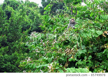 Formosan rock macaque on the tree. Formosan rock macaque on the tree. 85749978