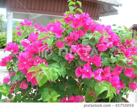Hibiscus - tropical flowers Hibiscus - tropical flowers 85750059