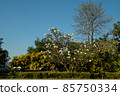 flowers 85750334