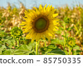 Sunflowers 85750335