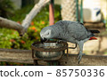 Parrots are eating food i 85750336